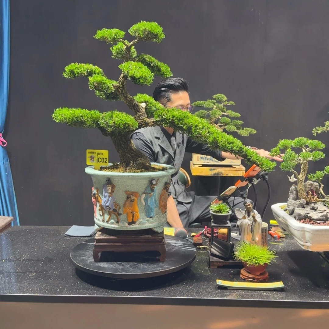 以实际为准黄杨室内室外盆景艺术