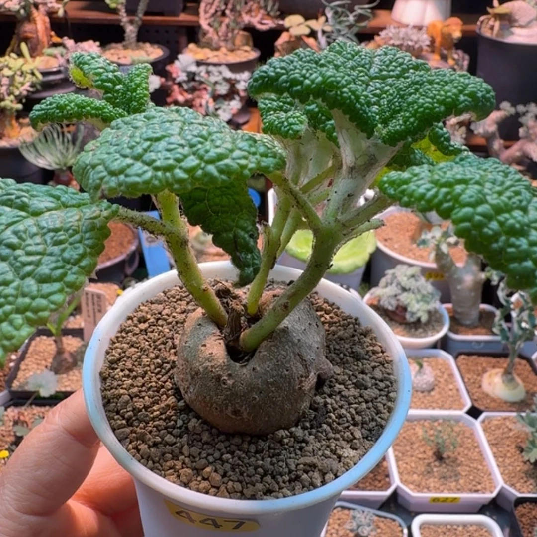 断涯王子447 仙人掌