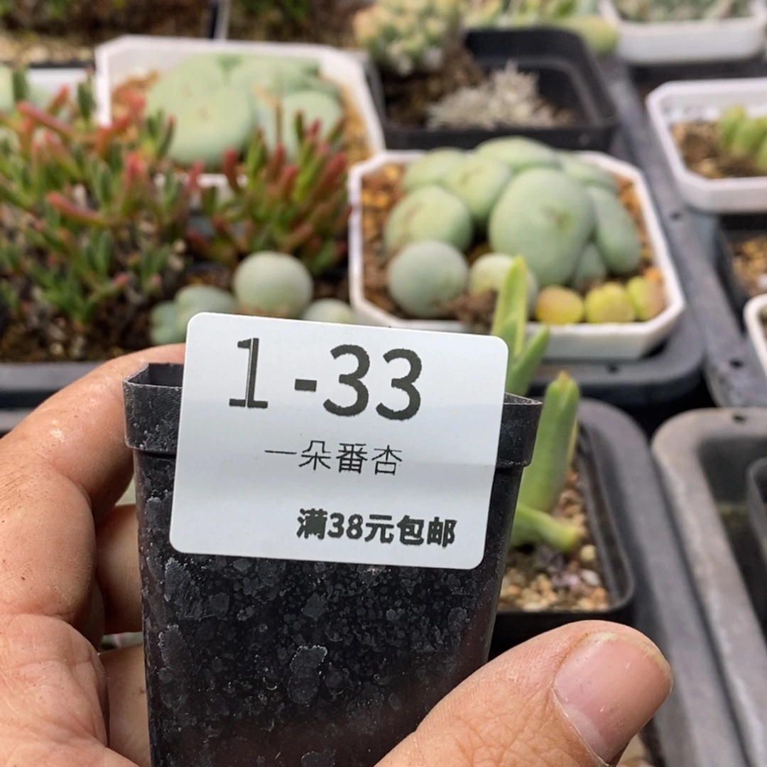 噔*噔266666999998888888888