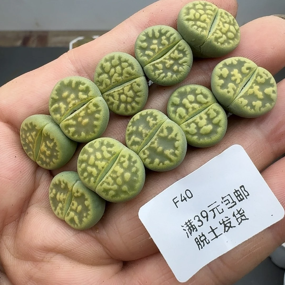 40多肉哈哈哈哈哈哈哈哈