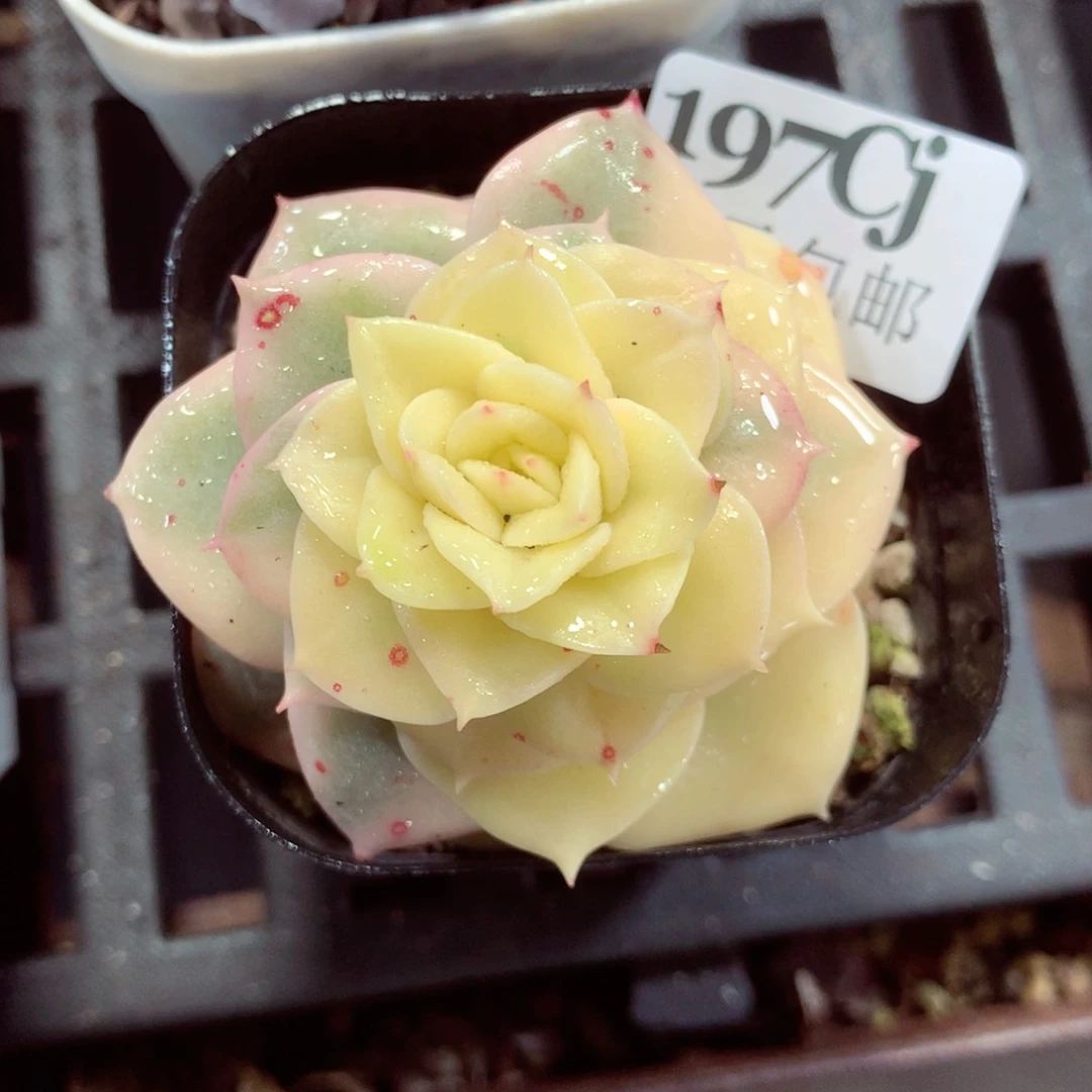 5厘米盆精控多肉197