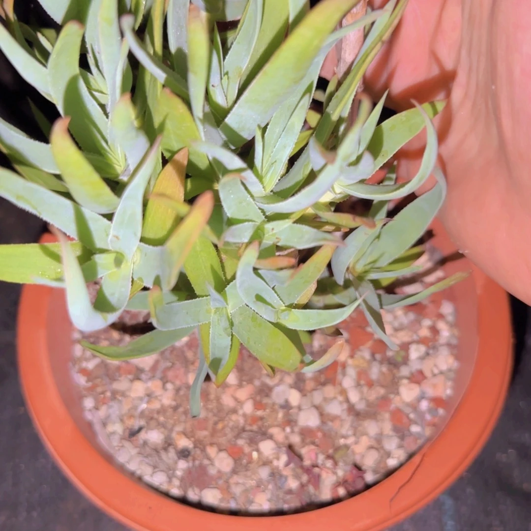 猪***员块根植物块根植物