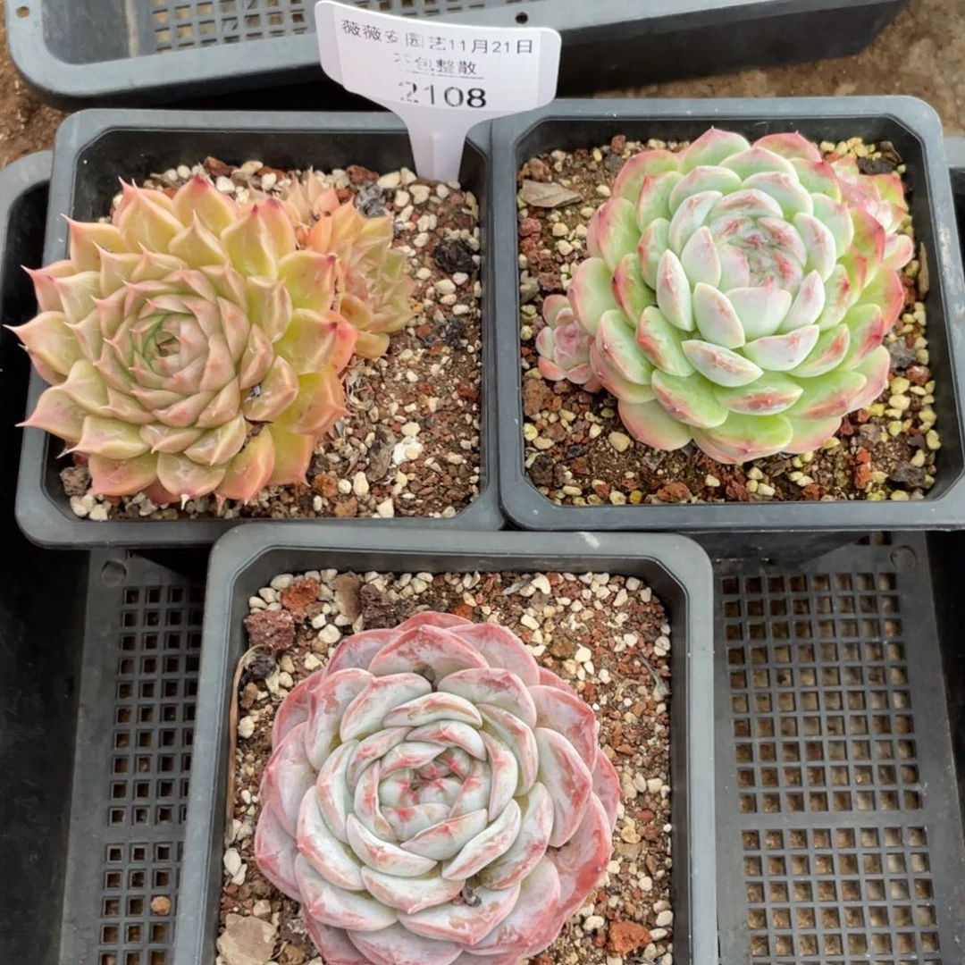 不包整散 盆子不售后2108