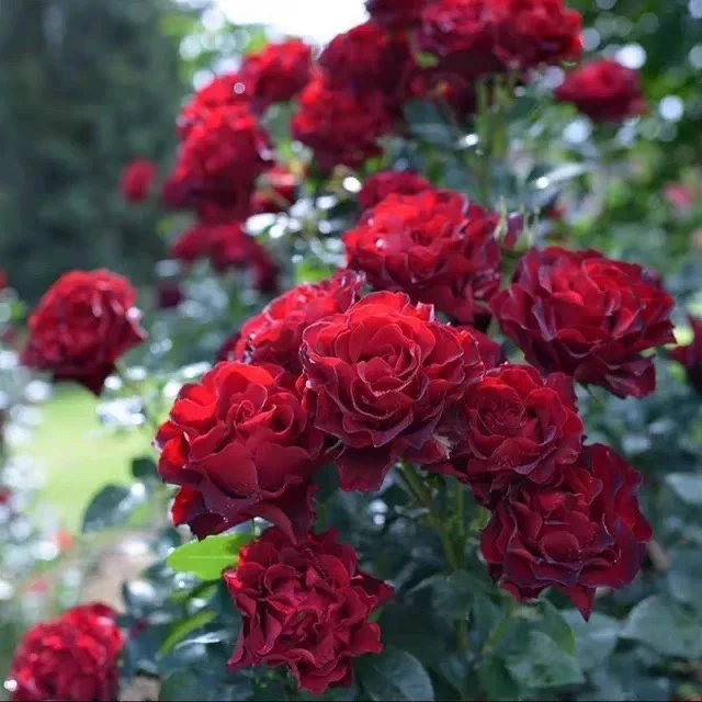 纪念芭芭拉小苗 ADR认证高新品抗抗病强月季阳台庭院盆栽花卉玫瑰