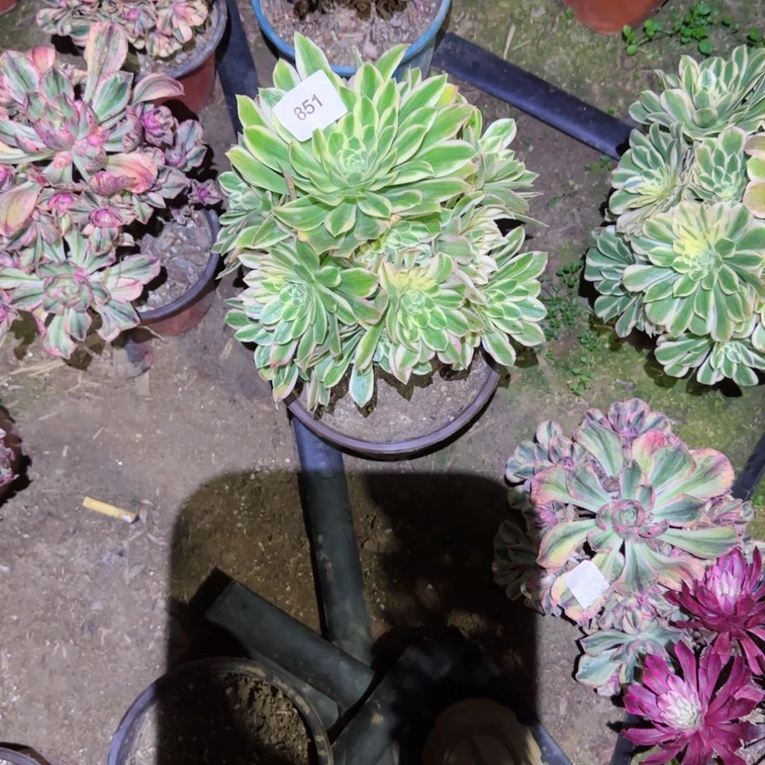 防花法师多肉851