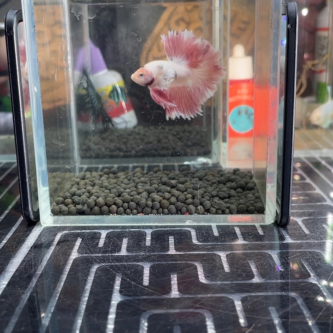 斗鱼7号1125早绣球hmpk