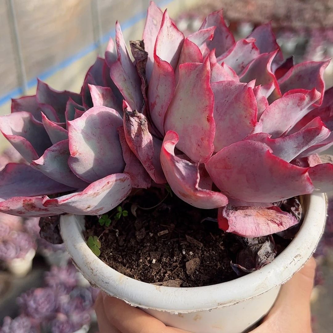 晚霞双头起老桩整桩