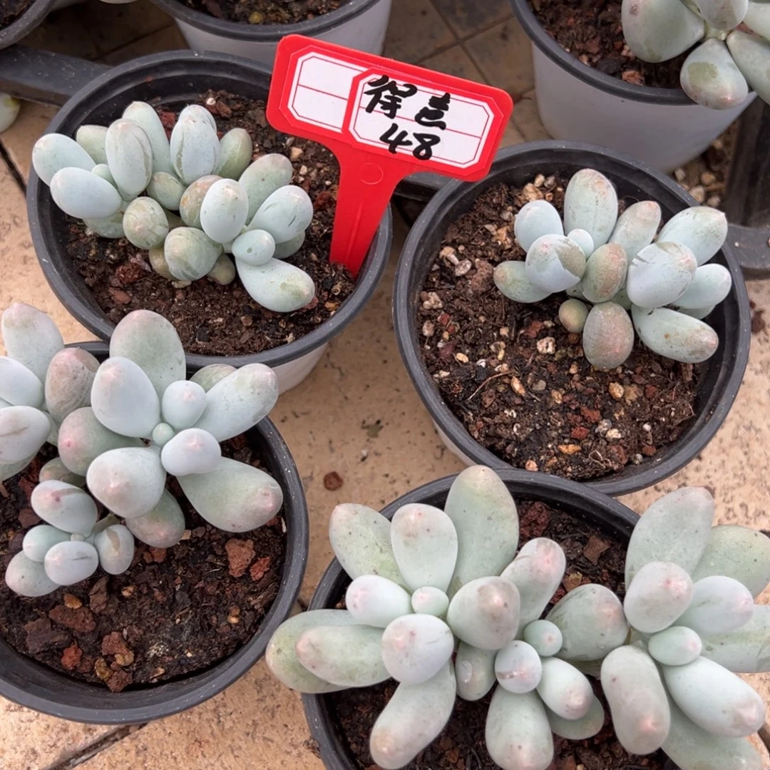 ****妈得意48。