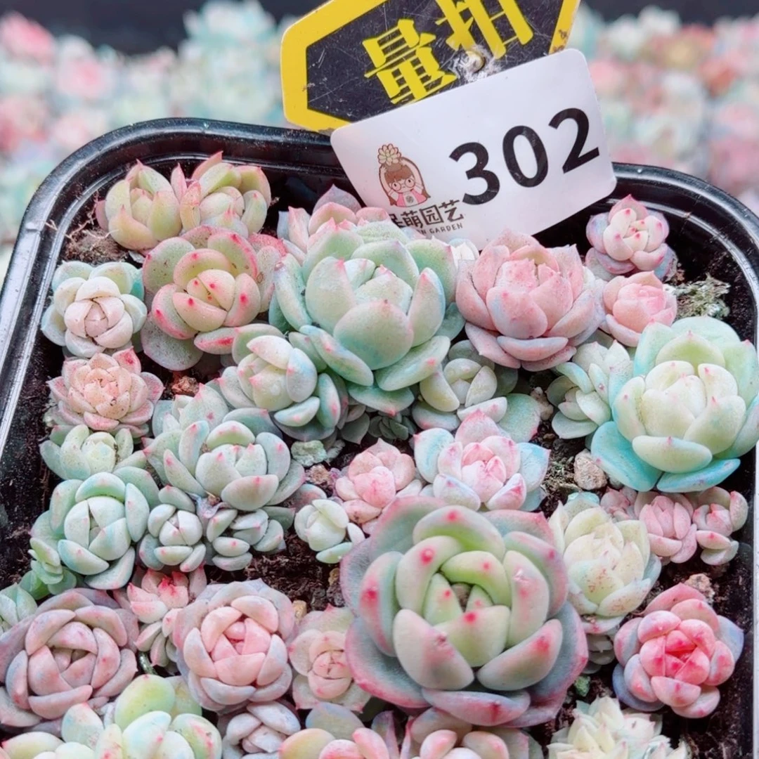 多肉植物多肉植物