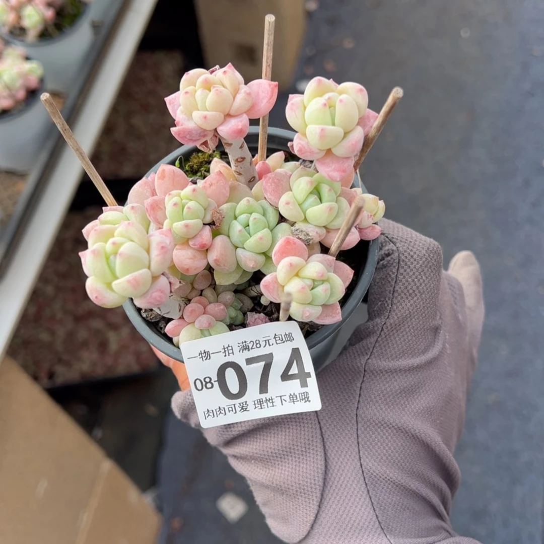 粉香水多肉多肉多肉多