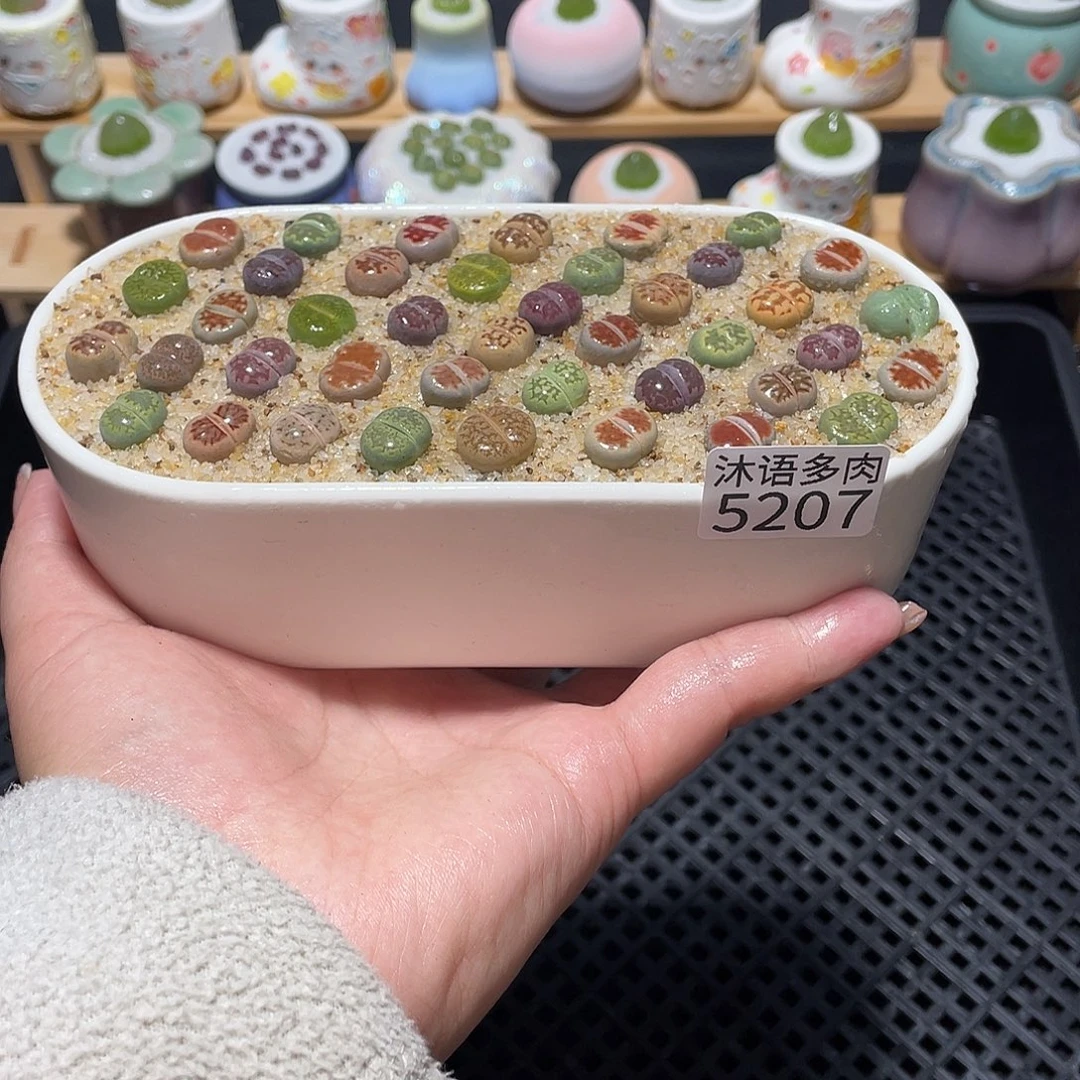 带盆土植物 一物一拍5207