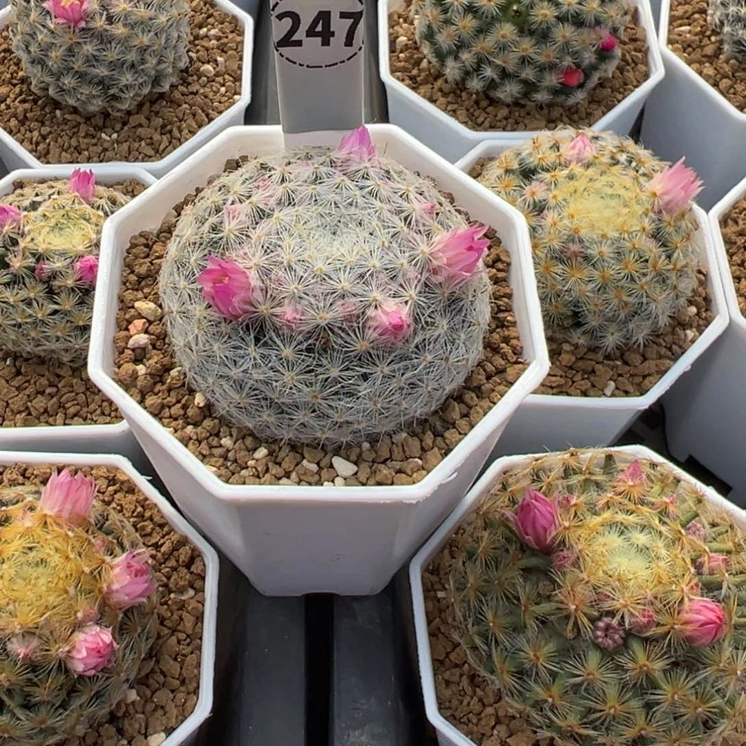 明星丸多肉植物带盆土247