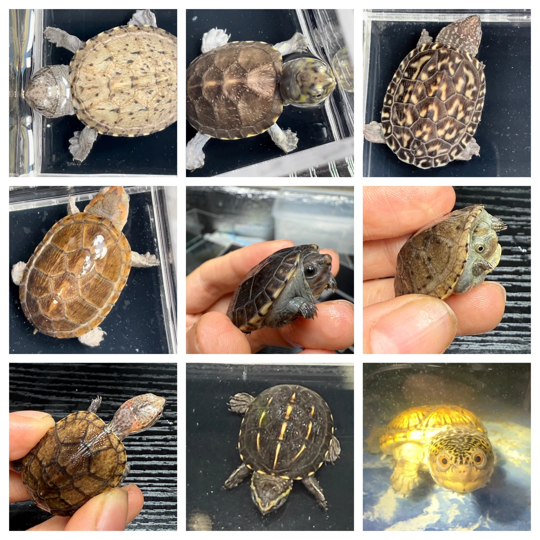 八方蛋龟人工养殖 观赏龟 果核虎泥红面墨蛋蛋龟直播链接