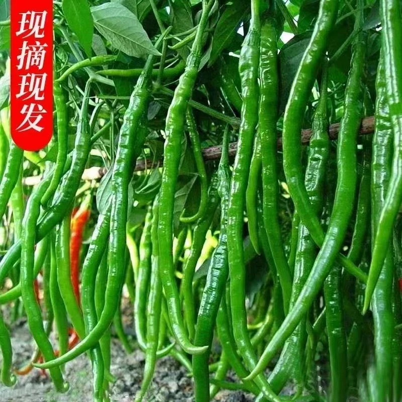 现摘青线椒二荆条辣椒露天种植辣椒新鲜香辣薄皮辣椒中辣偏上辣椒