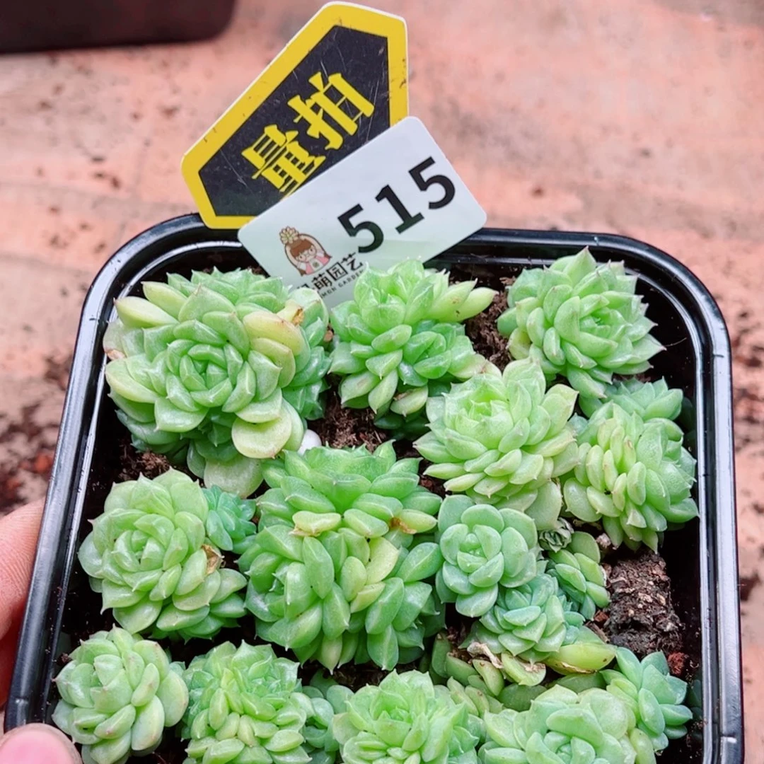 多肉植物多肉植物