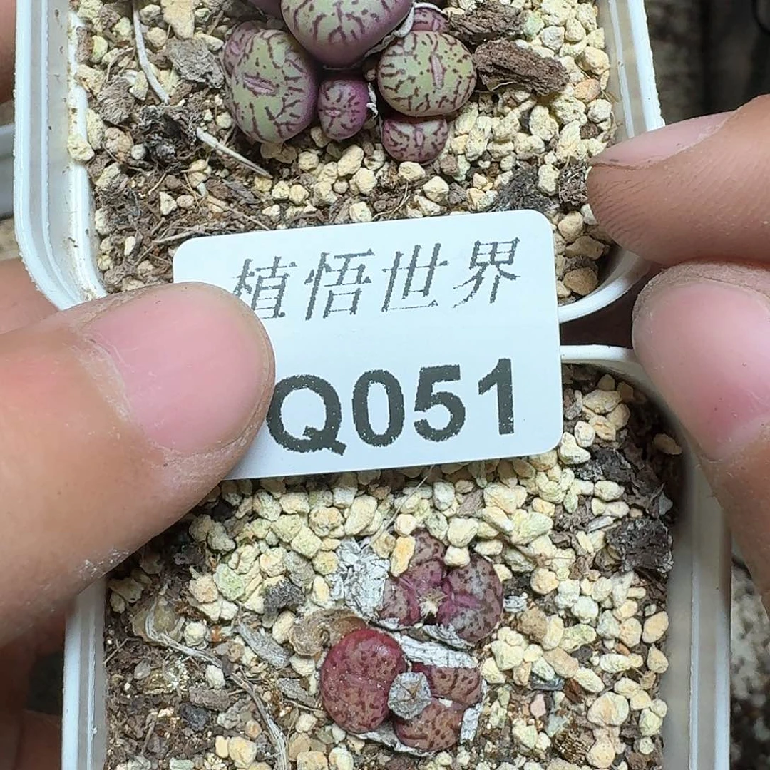 051号多肉植物哇vv