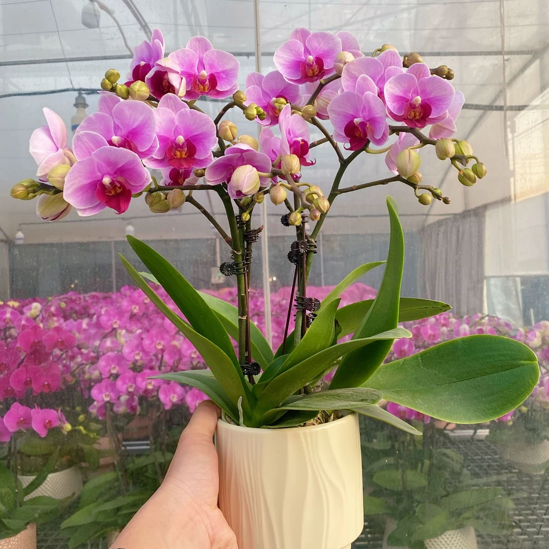 【宝贝】蝴蝶兰（粉紫色系）带花带花苞好养好养易活送礼