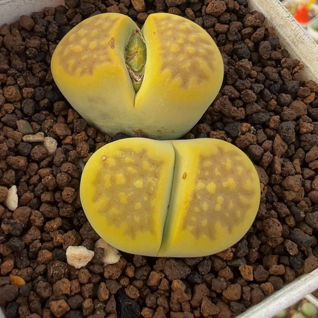 822多肉植物种类多样