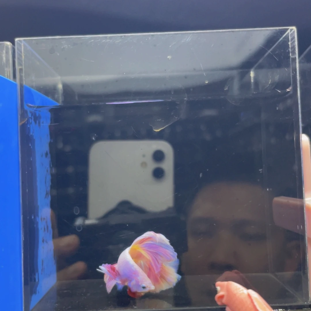 海水鱼Bahahahahah 567