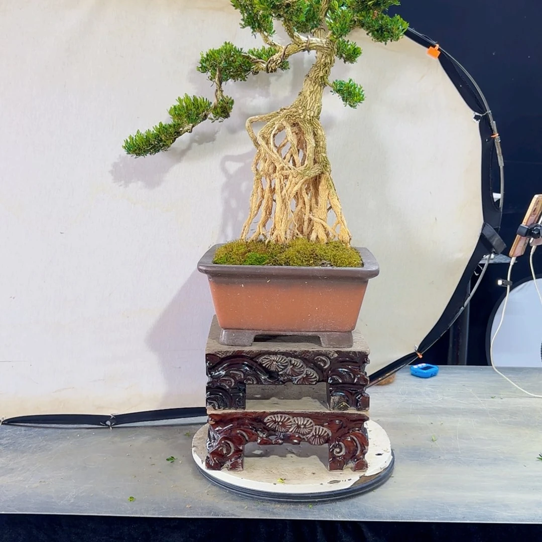 高端黄杨盆景艺术