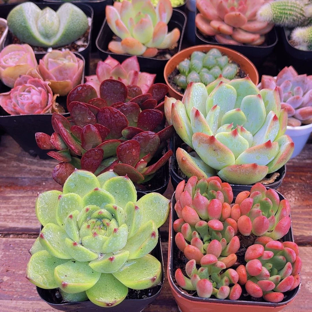 乐翻天套餐带盆土