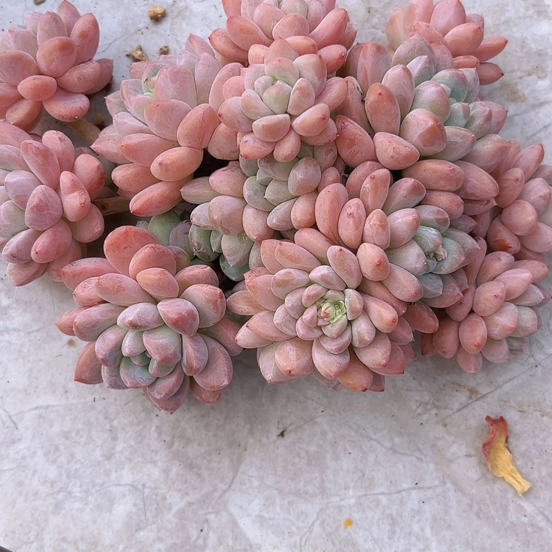 让****儿菩提子杂111111111111