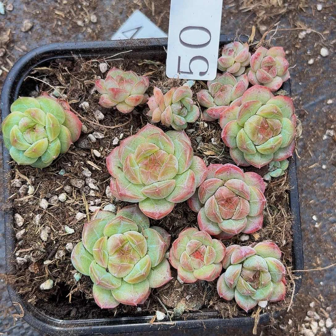 多肉植物多肉植物50