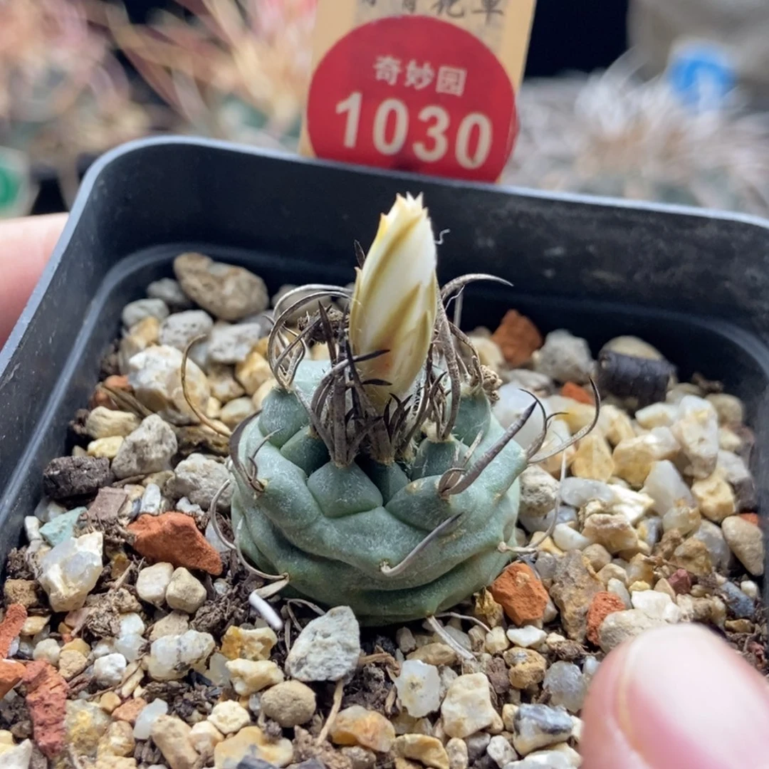 实生优选娇丽一颗仙人球