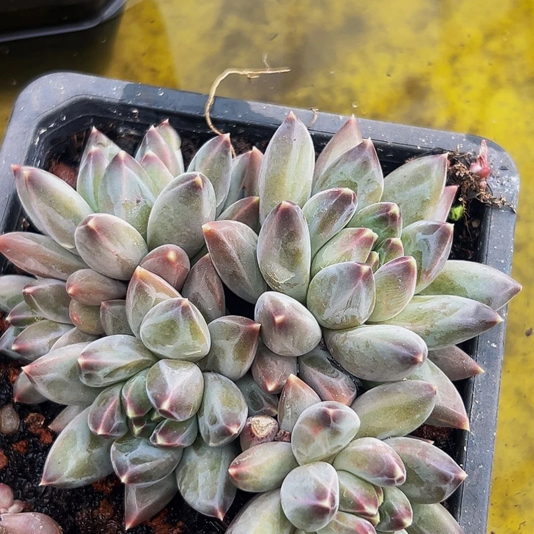 美人系列多肉植物