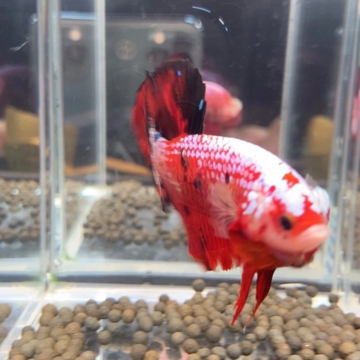 斗鱼黑318号巨否将军