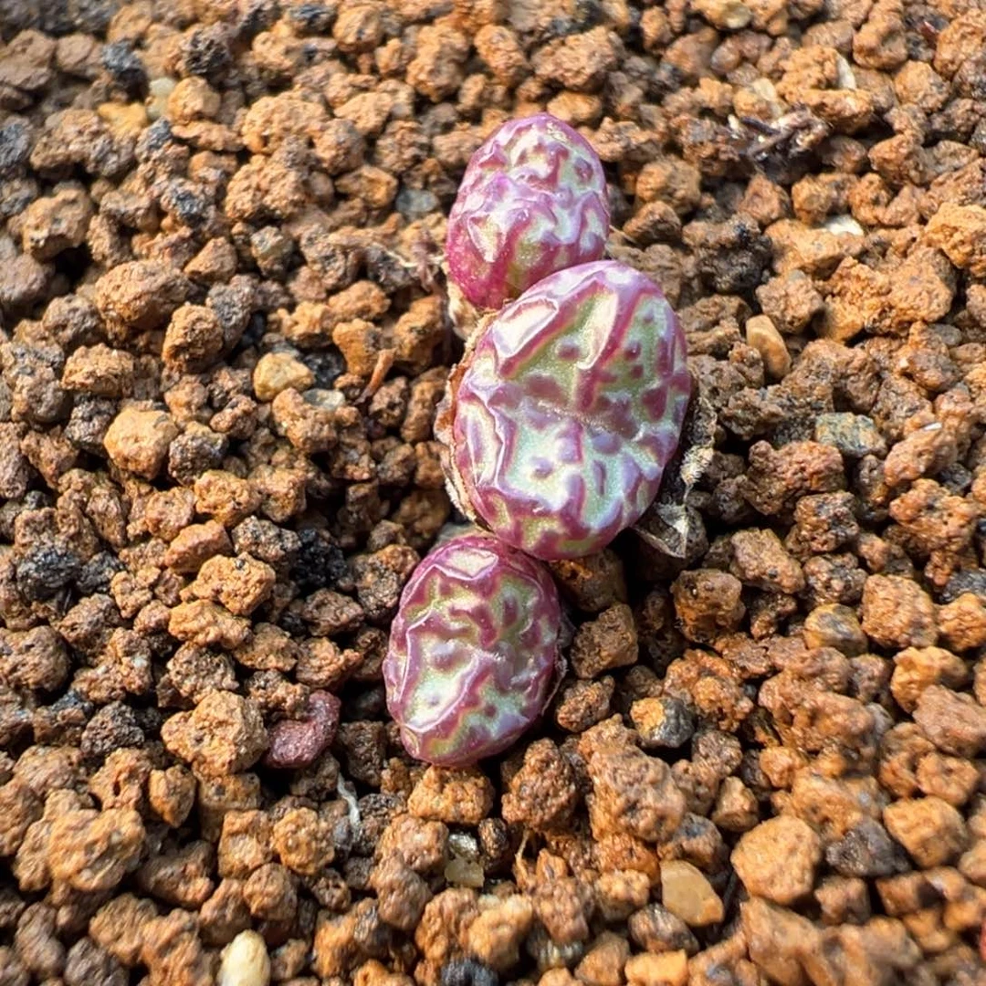 17-20肉锥多肉植物