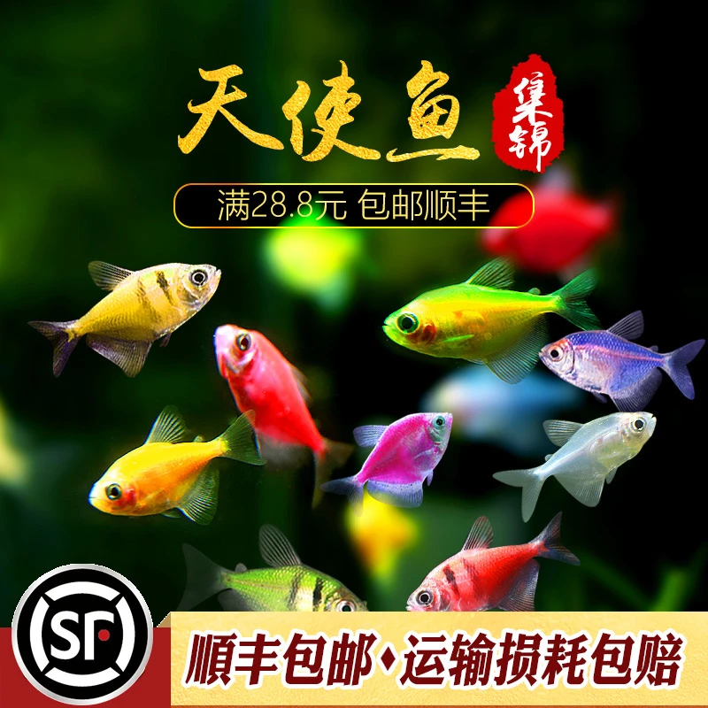 天使鱼黄衣绿衣紫红衣老虎天使水族热带观赏小鱼懒人新手入荧光鱼
