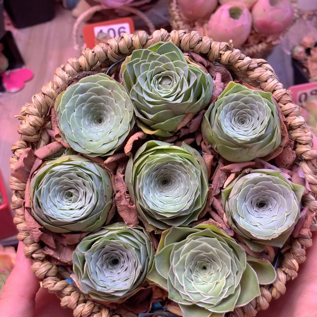 一物一拍花篮福利002