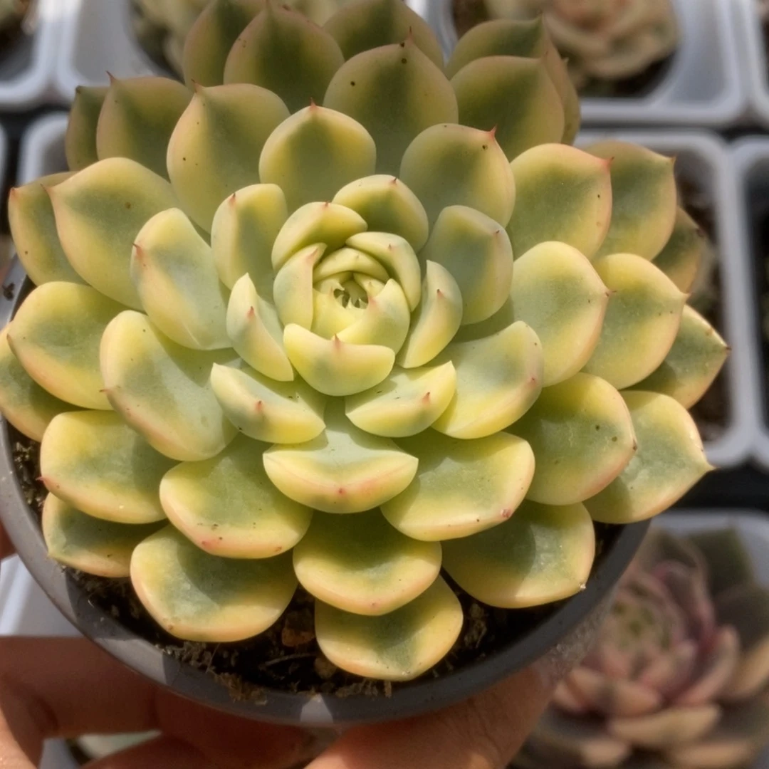 074沙罗姬杂 锦锦锦锦锦锦