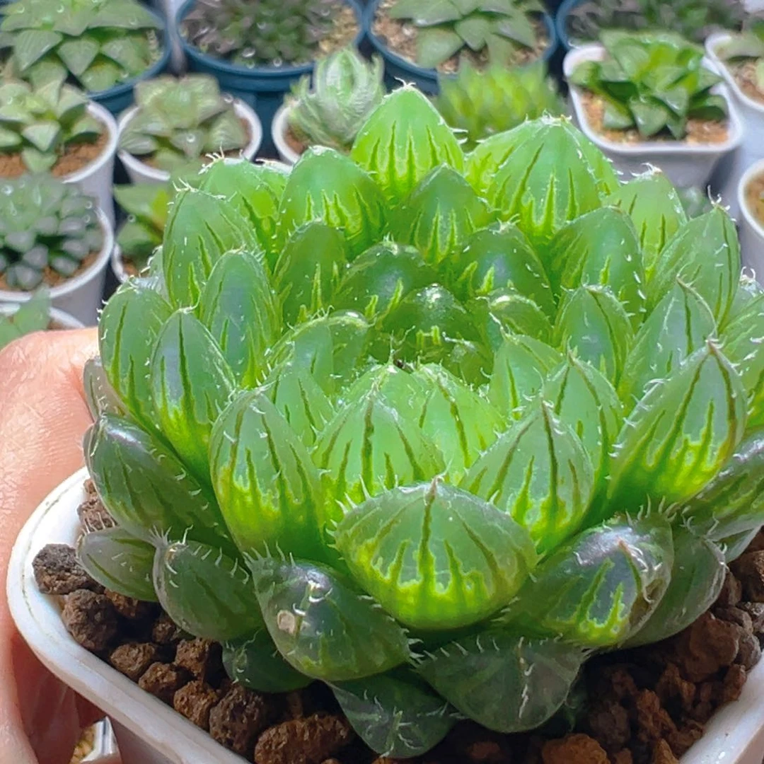 翠云玉露多肉多肉多肉