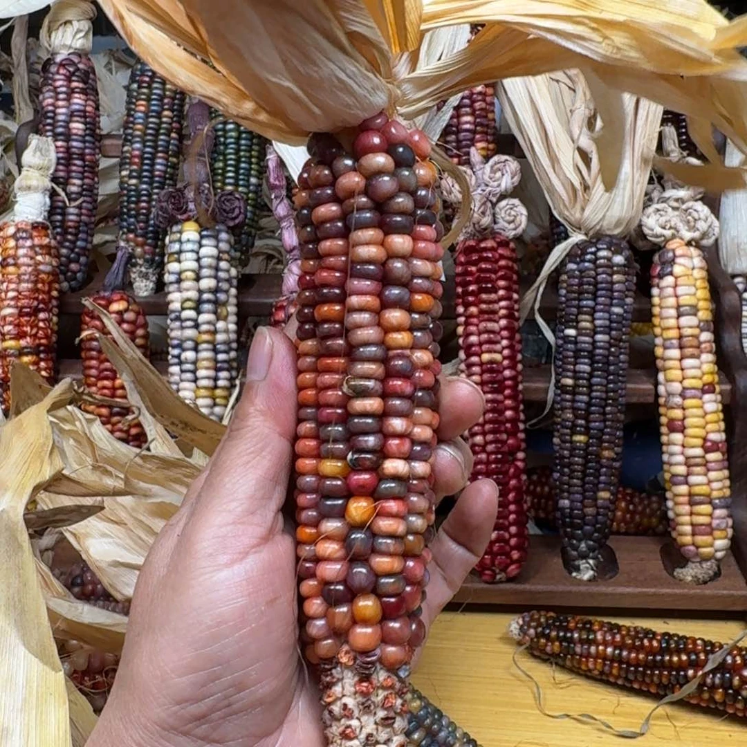 量***贝柏香籽/百香籽吊坠