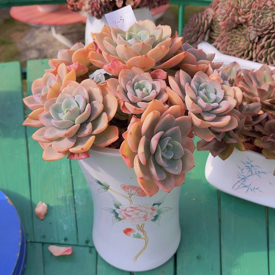 三***天11-3粉之颜多肉植物