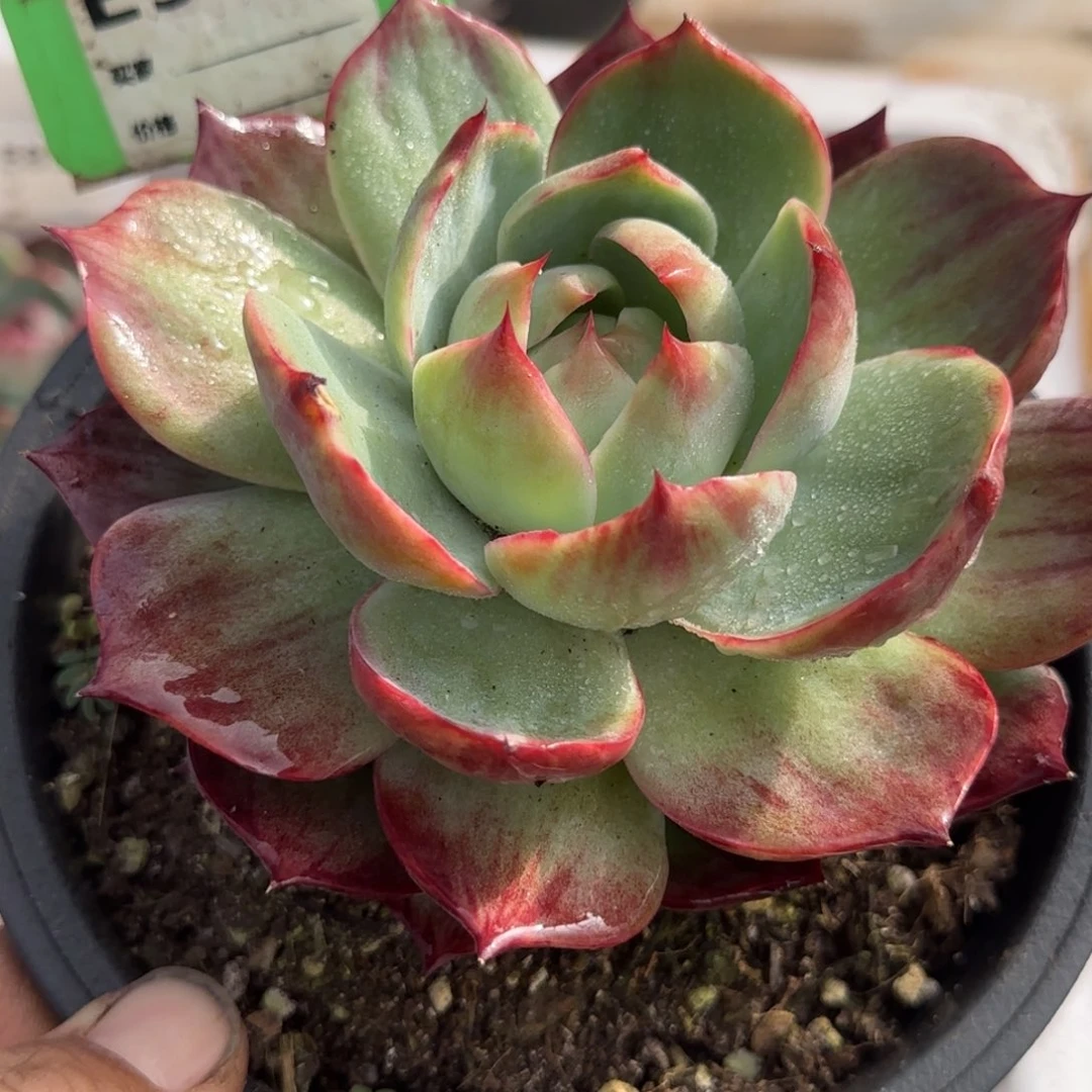 贝壳拉丝977惊鸿一物一拍包装收缩花旱