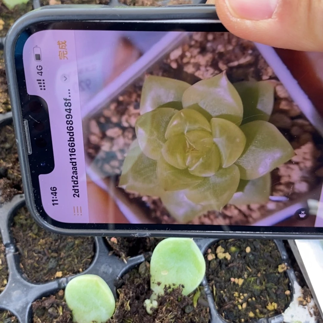 穴盘白透钻石珍妮1芽苗一个多肉