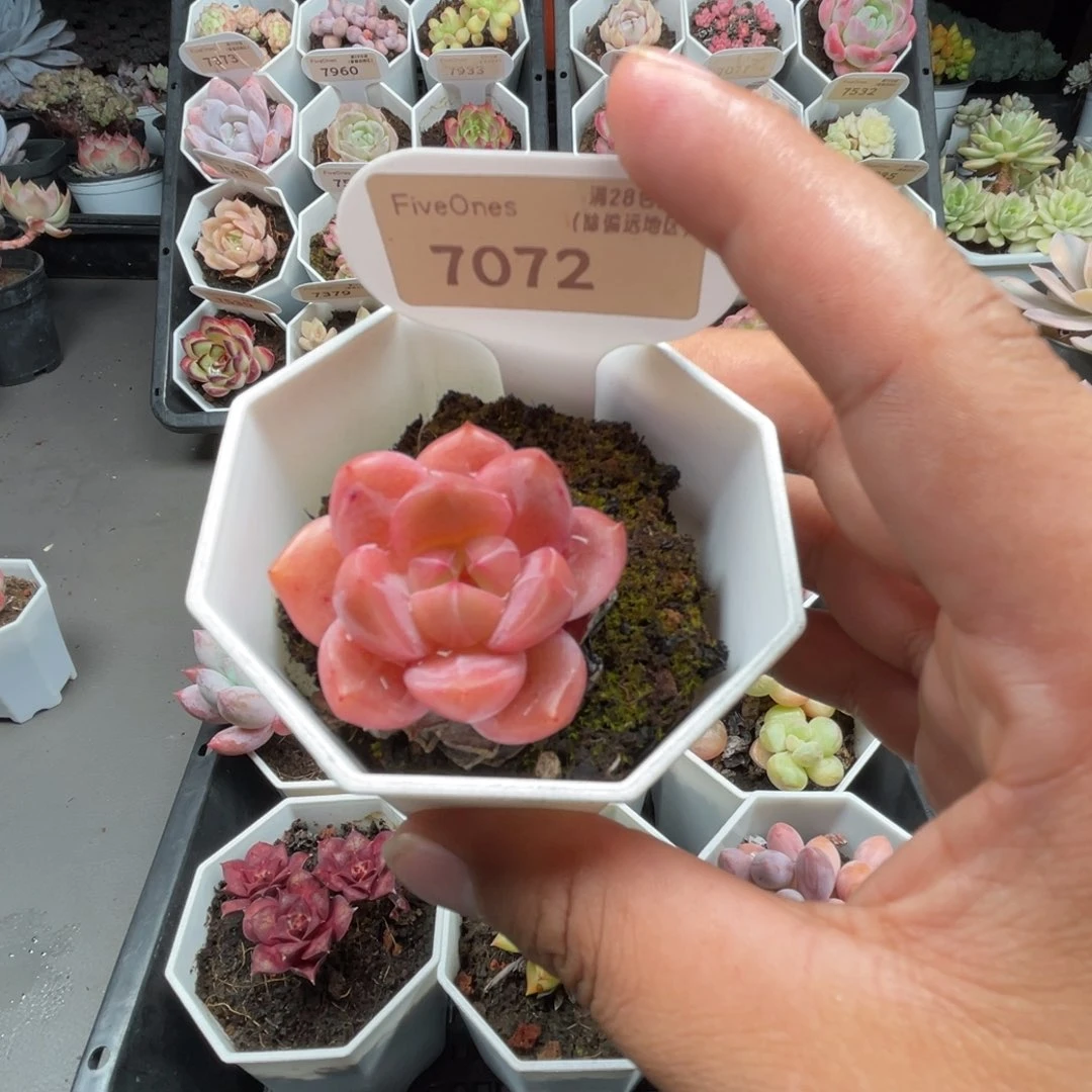7072 Q橙 4.0厘米