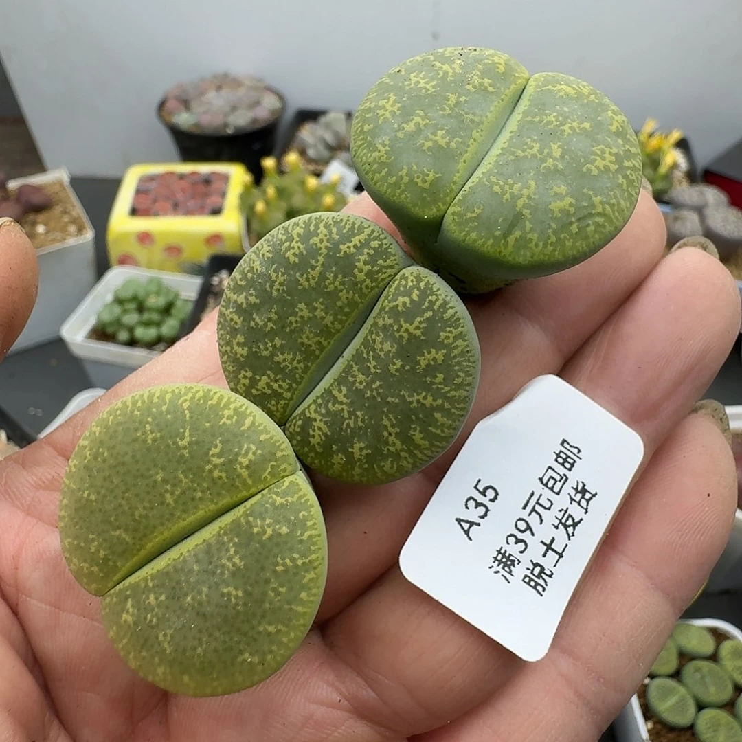 35多肉哈哈哈哈哈哈哈