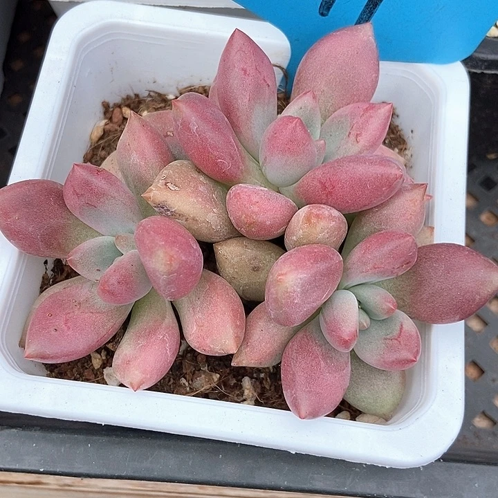 多肉植物桃花源19多肉