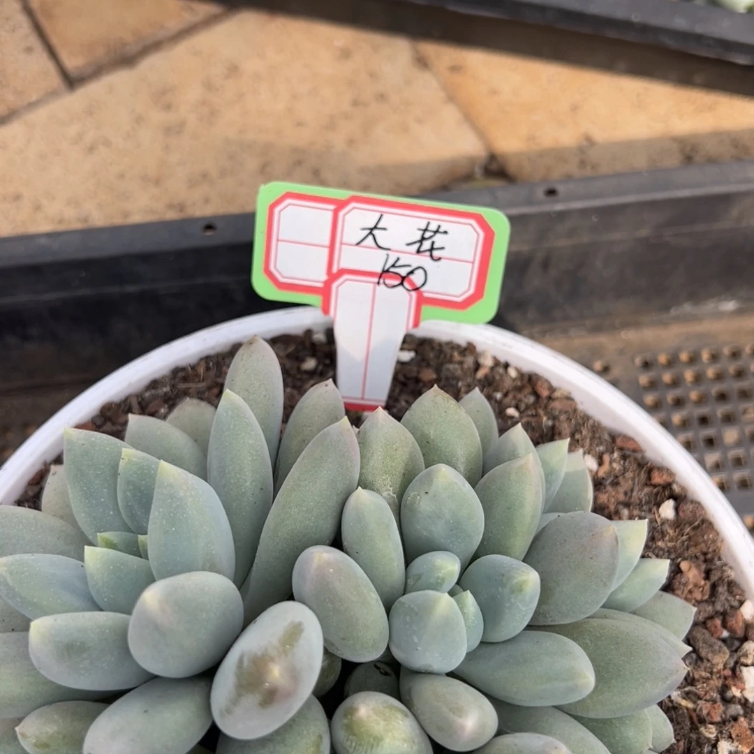 ①***児大花150。