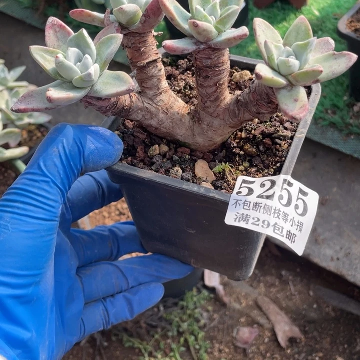 255号泡芙苹果叶多肉