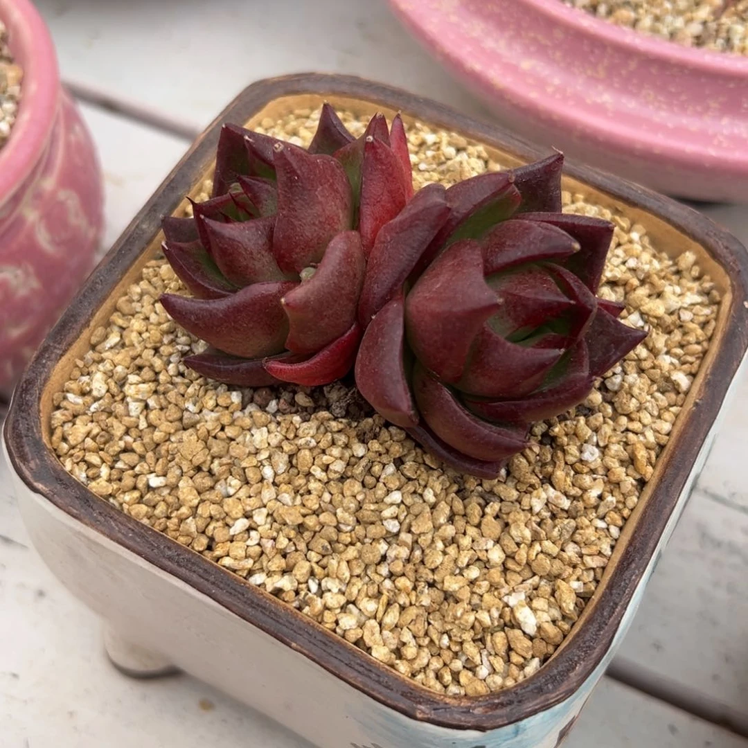 多肉一物一拍0126-188