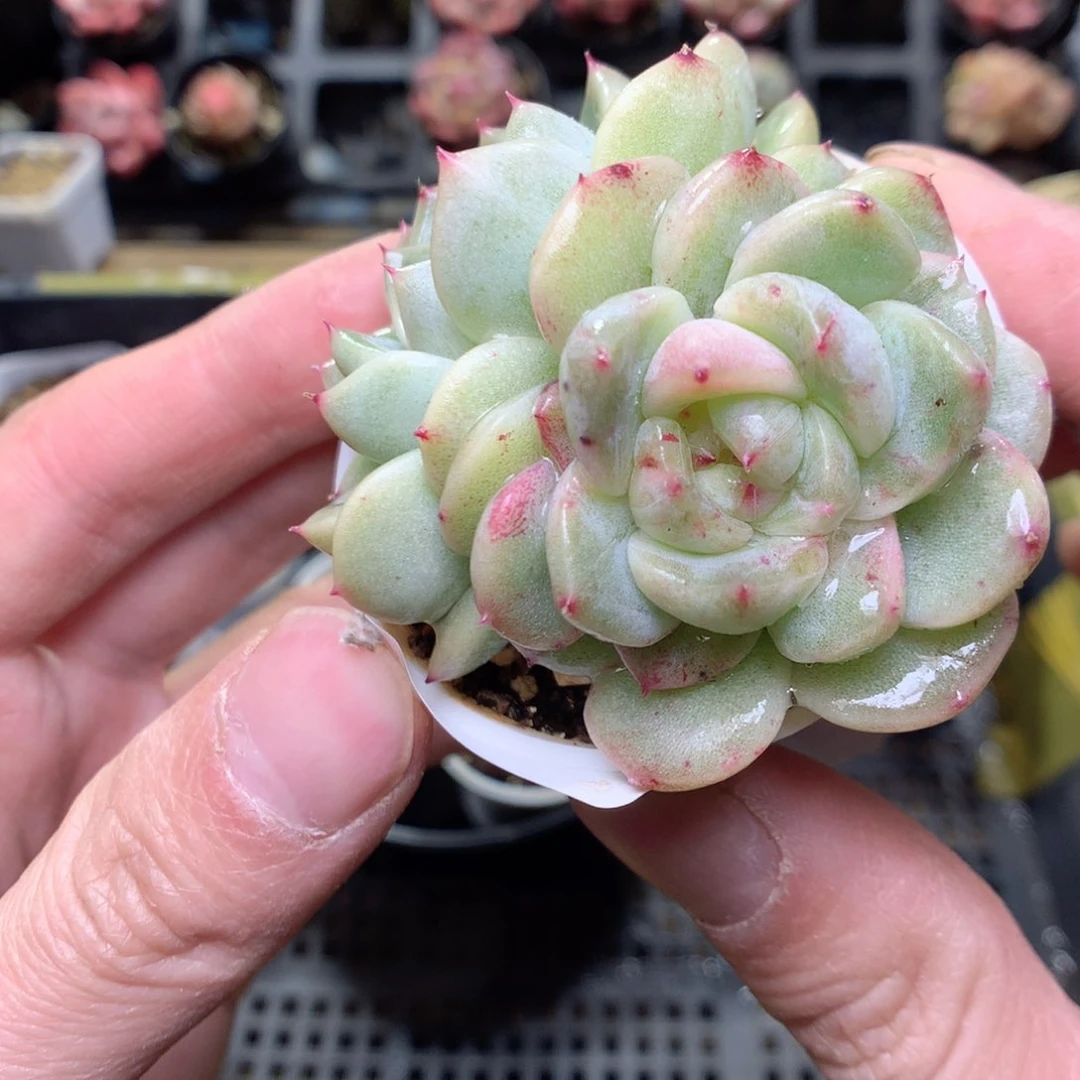 T85甜心锦y y y y y y y y y y y y