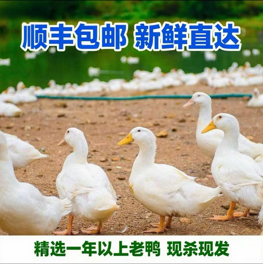 农村散养老鸭一年以上五斤以上老母鸭顺丰包邮含鸭胗鸭心现杀现卖