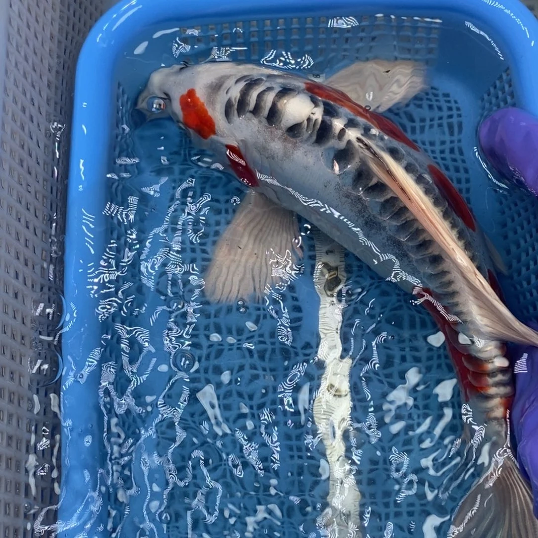 锦鲤冷水锦鲤包邮