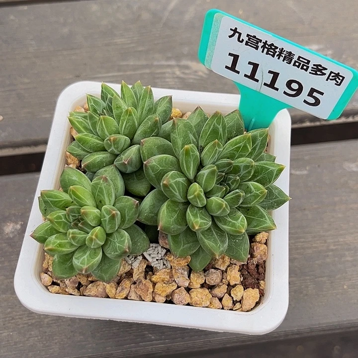 一物一拍11195美人