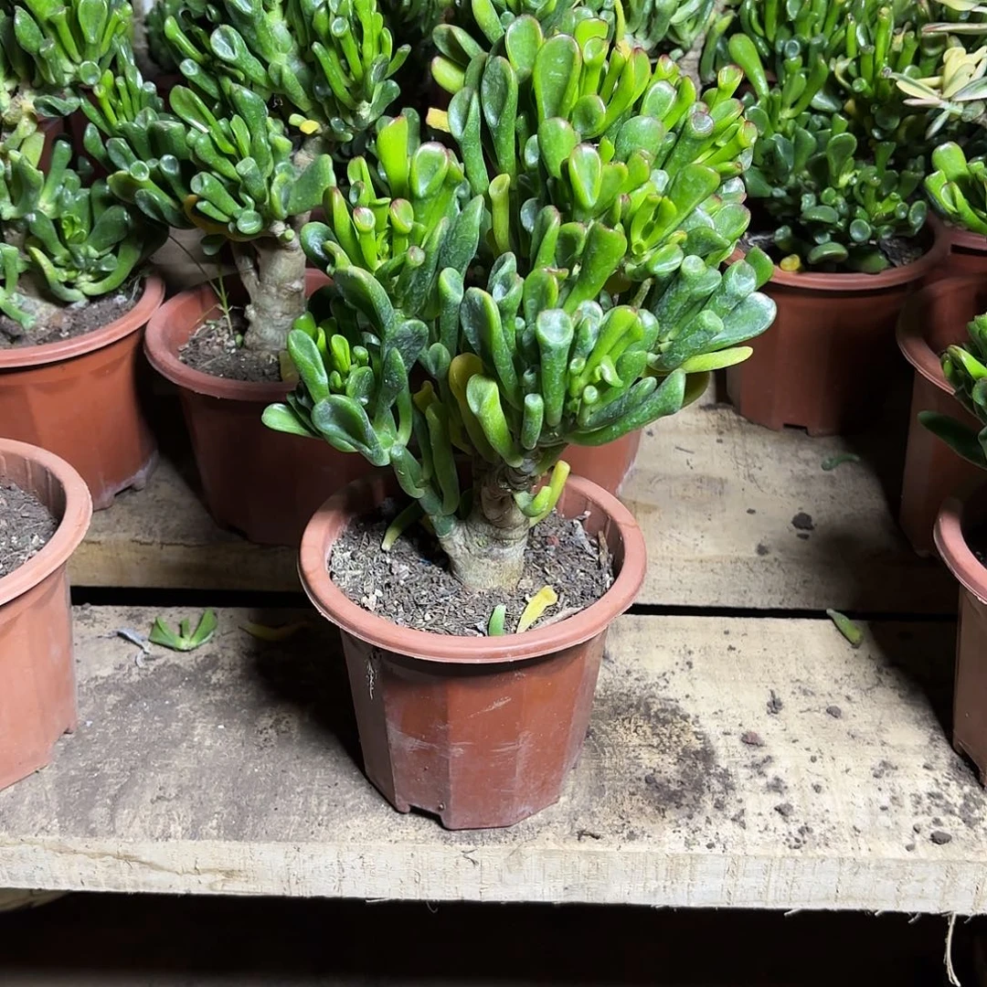 爱****6522马踢吸财树带土球发货